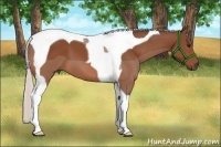 Horse Color:Silver Bay Tobiano