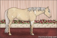 Horse Color:White Spotted Silver Classic Champagne Dun Rabicano 