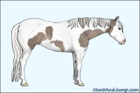 Horse Color:Silver Smoky Black Splash Tobiano 