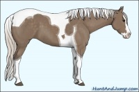 Horse Color:Silver Black Splash Tobiano 