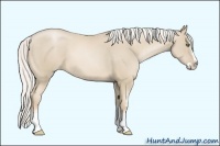 Horse Color:White Spotted Silver Smoky Black Pearl Sabino Splash