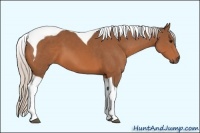 Horse Color:Silver Bay Tobiano