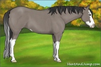 Horse Color:Grullo Roan Splash