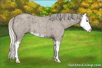 Horse Color:Silver Grullo Roan Splash