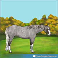 Horse Color:Gray Silver Blue Roan Splash Brindle