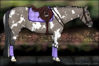 Horse Color:White Spotted Grullo