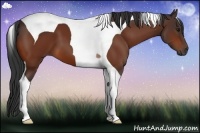 Horse Color:Bay Tobiano 
