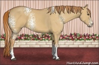 Horse Color:White Spotted Red Dun 