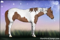 Horse Color:Chestnut Tobiano