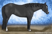 Horse Color:Black Sabino 