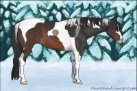 Horse Color:Brown Sabino Tobiano