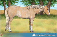 Horse Color:Palomino Roan Sabino