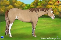 Horse Color:Red Dun Sabino Splash Frame Rabicano