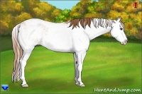 Horse Color:Red Dun Sabino Splash 