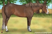 Horse Color:Liver Chestnut Splash 