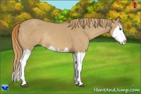 Horse Color:Red Dun Sabino Splash Rabicano 
