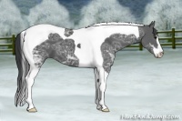Horse Color:Black Ice Sabino Tobiano 