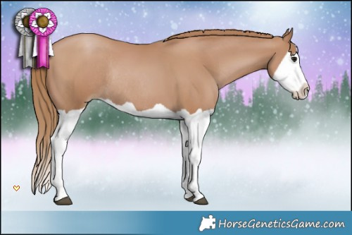 Horse Color:Black Pearl Splash Rabicano 