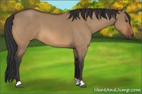Horse Color:Bay Roan Dun 