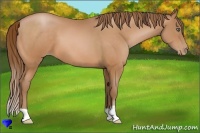 Horse Color:Bay Pearl