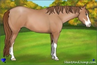 Horse Color:Bay Pearl Sabino 