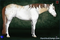 Horse Color:White Spotted Red Dun Sabino Rabicano