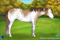 Horse Color:White Spotted Red Dun Sabino Splash Rabicano
