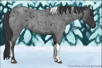 Horse Color:Smoky Blue Roan Tobiano