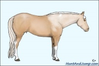 Horse Color:Silver Bay Pearl Tobiano
