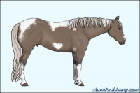 Horse Color:Silver Black Tobiano Frame 