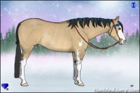 Horse Color:Bay Dun Sabino Rabicano