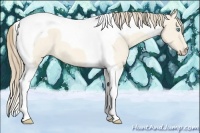 Horse Color:Perlino Roan Dun Tobiano