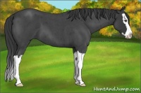 Horse Color:Smoky Blue Roan Splash 