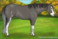 Horse Color:White Spotted Grullo Sabino Splash