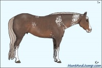 Horse Color:White Spotted Silver Black Sabino Splash 