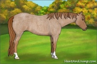 Horse Color:Red Roan