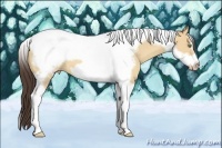 Horse Color:Amber Champagne Dun Tobiano Frame 
