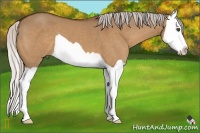 Horse Color:Silver Bay Dun Splash 