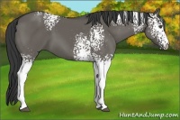 Horse Color:White Spotted Grullo 