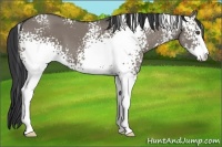 Horse Color:White Spotted Grullo Sabino 