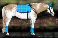 Horse Color:White Spotted Red Dun Splash 