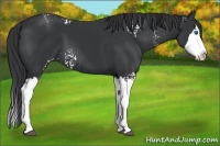 Horse Color:White Spotted Black Splash 