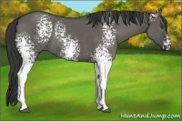 Horse Color:White Spotted Grullo 