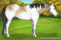 Horse Color:White Spotted Buckskin Dun 