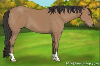 Horse Color:Buckskin 