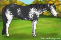 Horse Color:White Spotted Black 