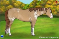 Horse Color:White Spotted Red Dun Splash 