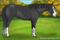 Horse Color:Black Sabino Splash 