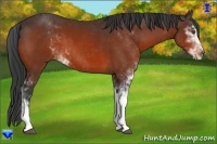 Horse Color:Bay Sabino 