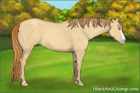 Horse Color:Gold Champagne Dun Sabino Splash Rabicano
